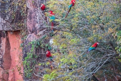 b5 Scarlet-Macaw_1DX9967