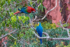 b9aa Scarlet-with-Blue-and-Yellow-Macaw_1DX0209