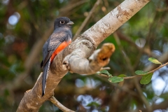 r4 Trogon_1DX1839