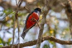 r6 Trogon_87A9022