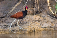 u1 Wattled-Jacana_1DX1265