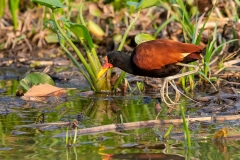 u2 Wattled-Jacana_1DX1805