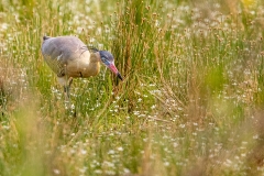 u3 Whistling-Heron_87A9552
