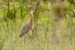 u5 Whistling-Heron_87A9558