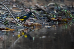 c7ea Yellow-rumped-Cacique_1DX1680