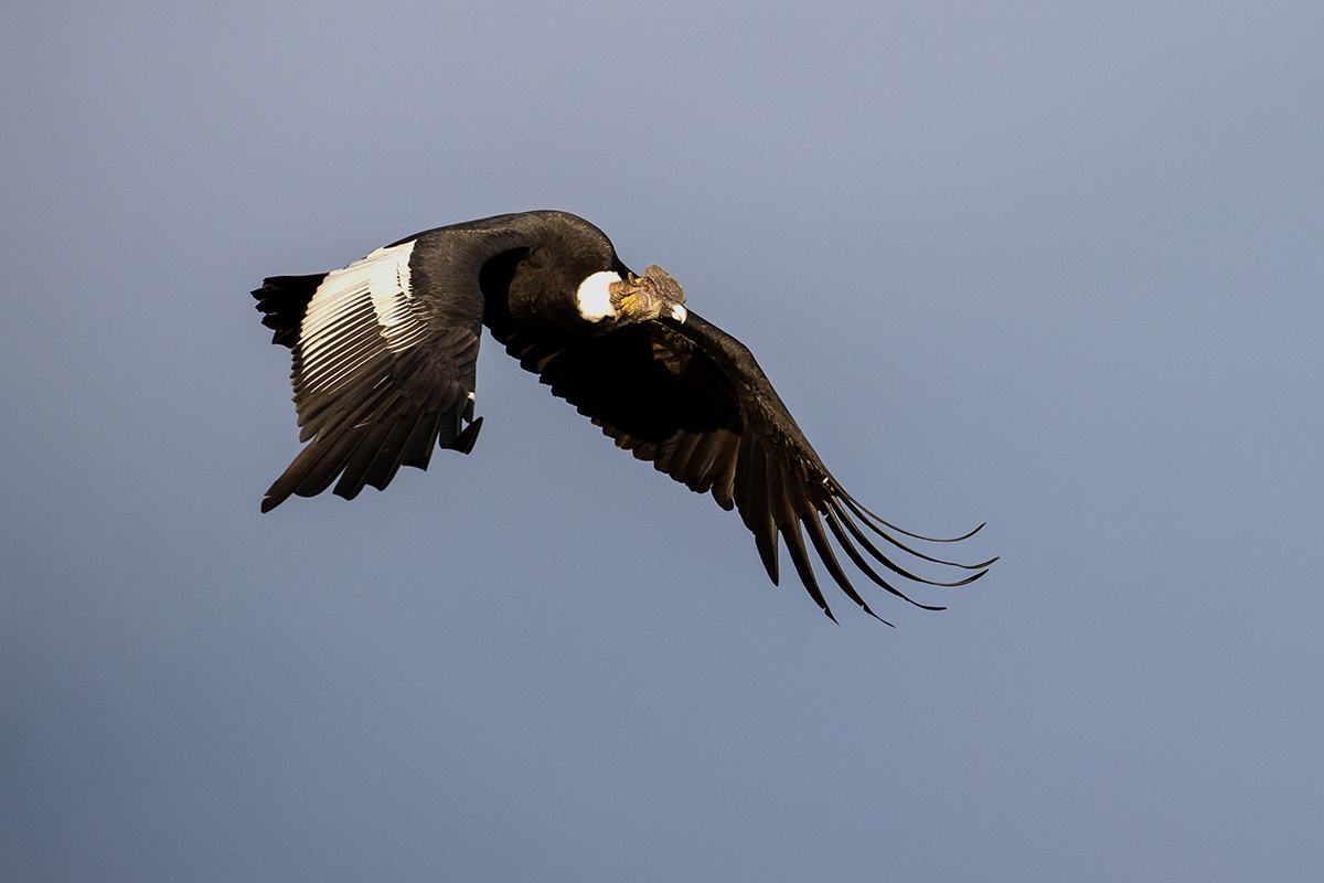 g5 Kondor-1200x800_23I4534