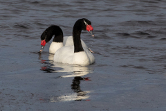 m1 Black-necked-swan-1200x800_87A0769