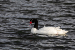 m3 Black-necked-swan-1200x800_87A0780