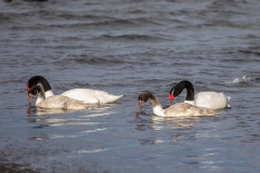 m2 Black-necked-swan-1200x800_87A0767