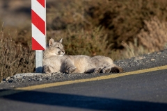 k9 Puma-Cup-Street-1200x800_23I4169