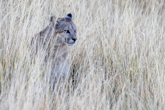 k5 Puma-Cup-im-Gras-1200x800_23I4244