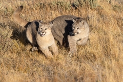 k7 Puma-Cups-playing-1200x800-_23I4085