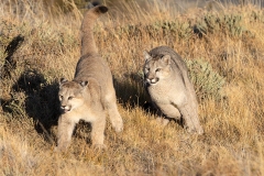 k8 Puma-Cups-playing-1200x800_23I4087