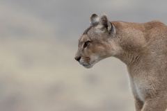 k4 Puma-close-walking-1200x800_23I4334