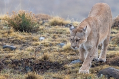 k6 Puma-female-walking-1200x800_23I4342