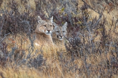 k93 Pumas-1200x800_87A0358