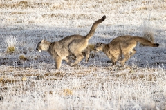 k94 Pumas-cups-running-1200x800_23I4550