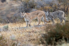 k95 Pumas-female-with-cub-1200x800_23I4368