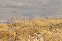 k96 Pumas-im-Gras-800x1200_87A0701