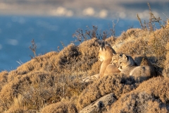 k97 Pumas-lying-1200x800_23I4591