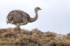 L1 Rhea-1200x800_23I3912