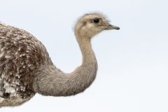 L2 Rhea-1200x800_23I3916