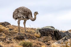 L3 Rhea-1200x800_23I3920