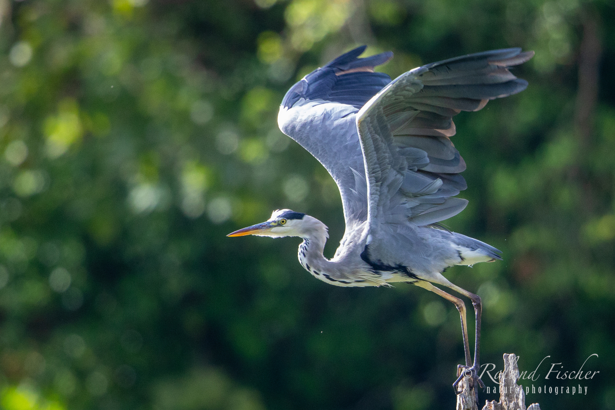 Graureiher-fliegt-Petite-Camargue_87A7164-Kopie