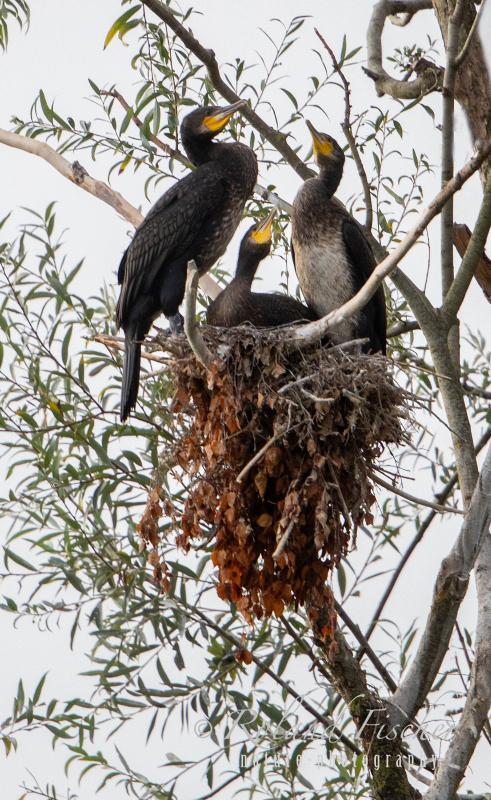 Kormorane-im-Nest-x-Petite-Camargue_87A7184-Kopie