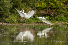 Petite Camargue Alsacienne