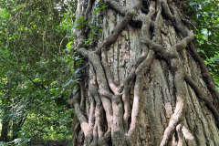 r11 Baum-Petite-Camargue_7450