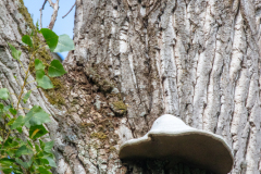 r12 Baumpilz-Betite-Camargue_D9A7525-Kopie