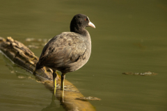 c1 Blasshuhn-Petite-Camargue_23I9542