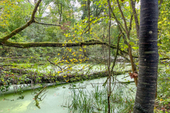 h21 Botanik-Petite-Camargue_6556