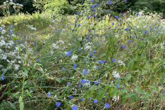 f93 Botanik-Petite-Camargue_7442