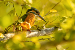 b7 Eisvogel-Petite-Camargue_23I9183