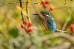 f1 Eisvogel-Petite-Camargue_23I9626