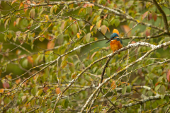 e5 Eisvogel-Petite-Camargue_23I9641