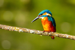 a2 Eisvogel-Petite-Camargue_D9A7079-Kopie