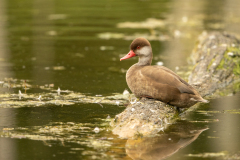 d2 Ente-Petite-Camargue_23I8234-Kopie