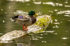 d6 Ente-Petite-Camargue_23I9334