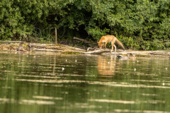 h2 Fuchs-Petite-Camargue_23I8271-Kopie