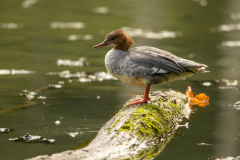 g2 Gansesager-Petite-Camargue_23I9376