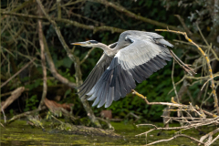 h4 Graureiher-Petilte-Camargue_23I8896-Kopie