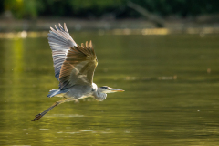 h9 Graureiher-Petite-Camargue_23I9289
