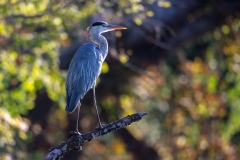g97 Graureiher-Petite-Camargue_D9A7542-Kopie