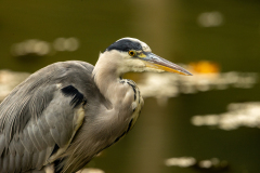 g3 Graureiher-Portrait_23I9306