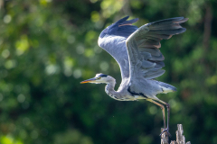 Graureiher-fliegt-Petite-Camargue_87A7164-Kopie