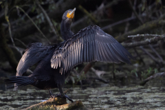 Kor4 Kormoran-Petite-Camargue_D9A7551-Kopie