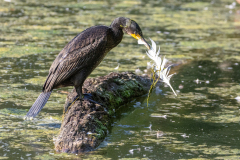 l3 Kormoran-mit-Feder-Petite-Camargue_D9A7119-Kopie